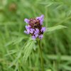 BRUNELLE. Comestible et médicinale, c'est aussi une plante mellifère riche en nectar et en pollen. ISABELLE TURBAN 